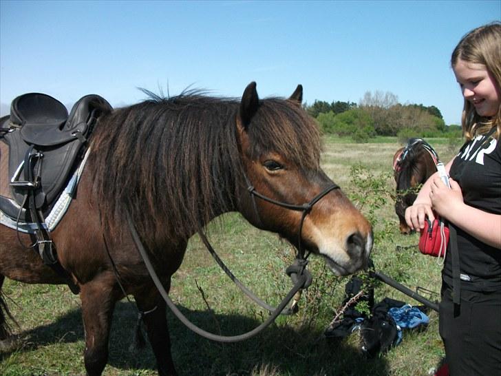 Anden særlig race Sigurd ¤Mit Eventyr :'/ ¤ - 4. En hyggelig tur på engen (: Den pony gør mig så lykkelig! Taget af SR-Photo, mange tak for de dejlige billede. billede 4