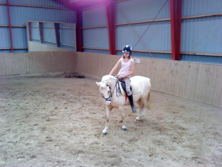 Welsh Mountain (sec A) Liljelunds Sundance - Du noget specialt skat <3 billede 18