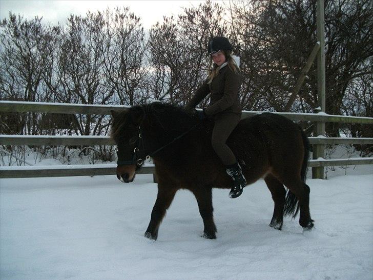 Anden særlig race Sigurd ¤Mit Eventyr :'/ ¤ - 7. Hygge i det kolde snevejr ;D Hvor jeg dog elsker den hest, Sigurd du er virkelig min éner! Taget af SR-Photo :) billede 7
