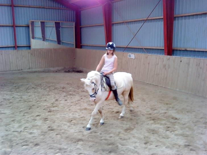 Welsh Mountain (sec A) Liljelunds Sundance - Du er fucking 4 år & du går der bare?! <3 billede 19