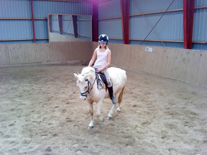 Welsh Mountain (sec A) Liljelunds Sundance - Jeg elsker dig, det er som jeg er i paradiset når jeg sidder på dig :´D<3 billede 20