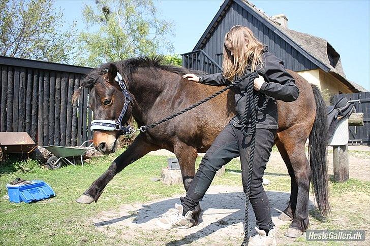 Anden særlig race Sigurd ¤Mit Eventyr :'/ ¤ - 10.  Spanske skridt (; Du er så dygtig basse! <3 Taget af SR-Photo. billede 10