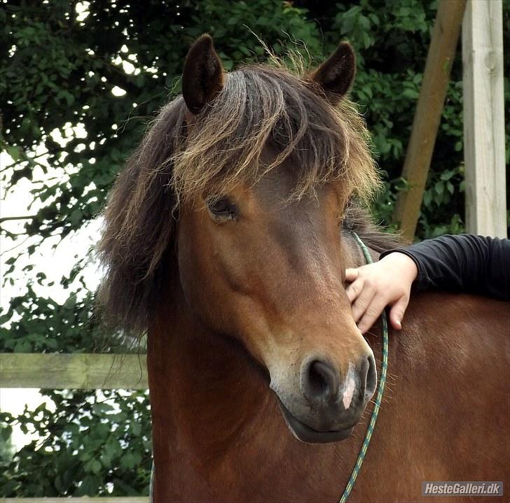 Anden særlig race Sigurd ¤Mit Eventyr :'/ ¤ - 15. Sigurd du ikke pæn, du SMUK! <3! Spiller model! [; Taget af Catarina. billede 15