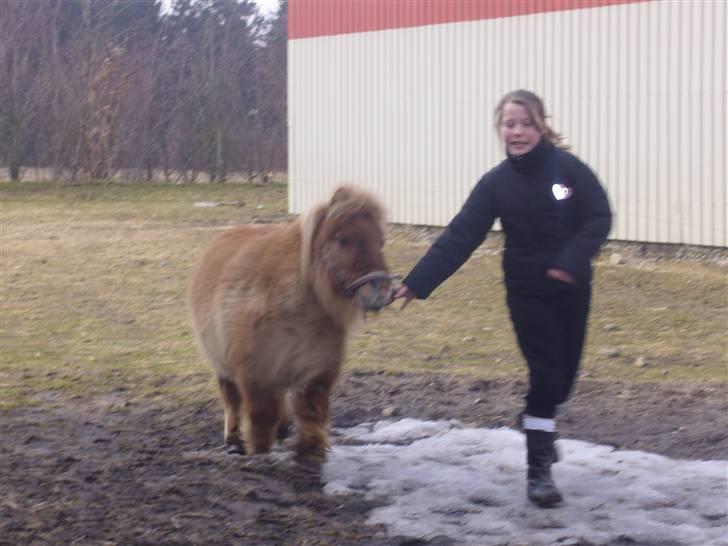 Shetlænder alberto(=*berto*<33 - nu går turen hen til lunii foto: luna billede 8