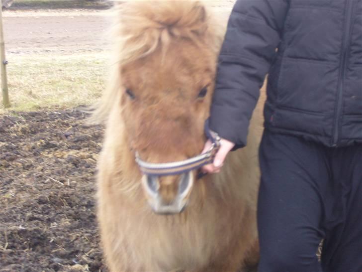 Shetlænder alberto(=*berto*<33 - heej nu bskal vi ud at ride Foto:luna billede 9