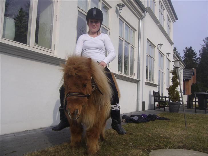 Shetlænder alberto(=*berto*<33 - øvbøv nu skal jeg også kigge jeg stod lige og hva hved at spise foto:luna billede 10