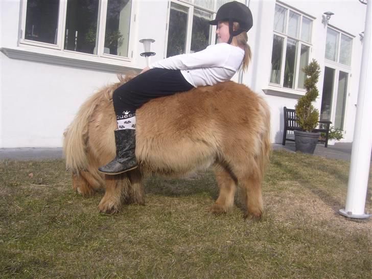 Shetlænder alberto(=*berto*<33 - DER var noget godt græs foto:luna billede 11