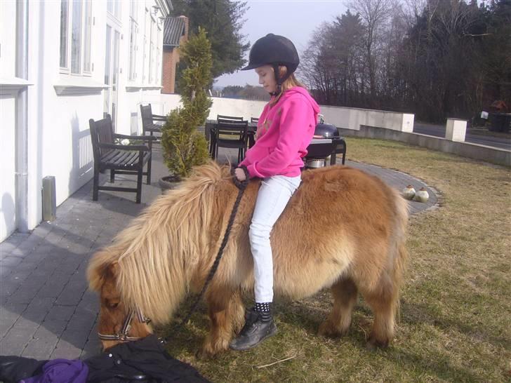Shetlænder alberto(=*berto*<33 - skal i også tundse rundt på miiq?? luna ridder på berto foto:miiq billede 12