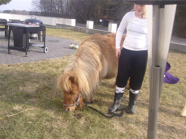 Shetlænder alberto(=*berto*<33 - så er der spisepause for berto inden vi skal op igen foto:luna billede 13