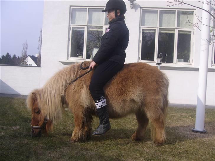 Shetlænder alberto(=*berto*<33 - mmm i love græs foto luna billede 14