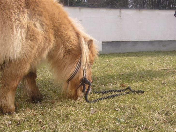 Shetlænder alberto(=*berto*<33 - lige inden vi skal hjem igen foto luna billede 15