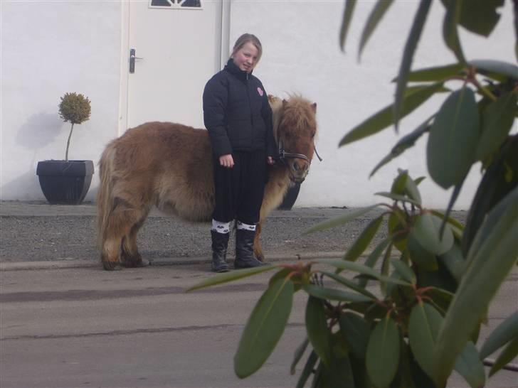 Shetlænder alberto(=*berto*<33 - såe er vi hjemme hved stine foto luna billede 16