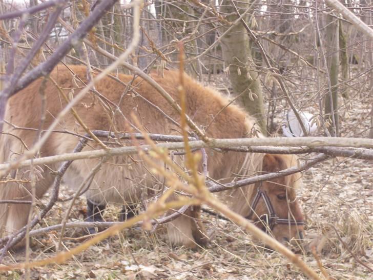 Shetlænder alberto(=*berto*<33 - jeg fandt det der hva en vinter gæg foto luna billede 17