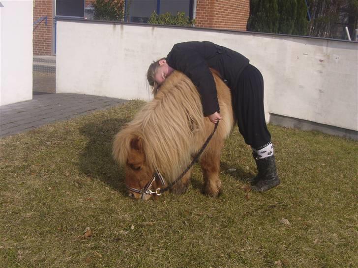 Shetlænder alberto(=*berto*<33 - skal jeg bruges til hygge bamse bare fordi jeg er 1000% sikker foto luna billede 18