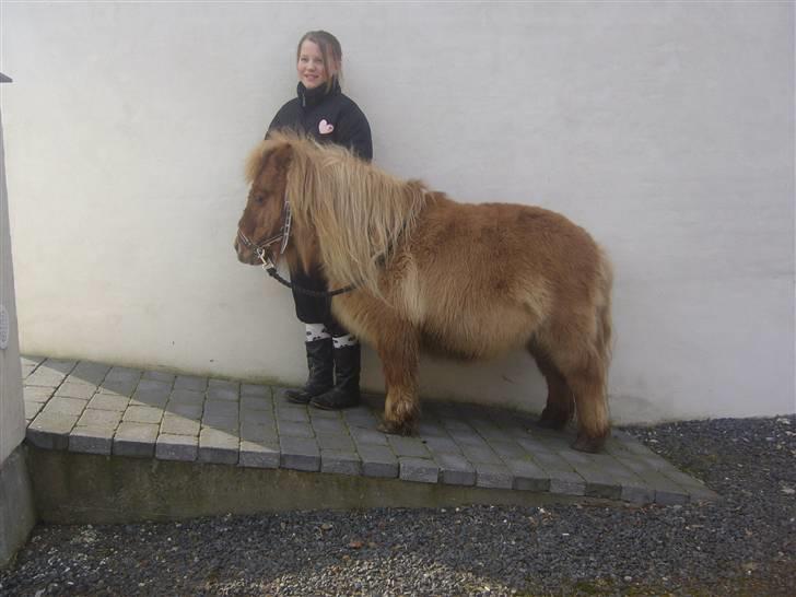 Shetlænder alberto(=*berto*<33 - godt nok er det ikk en hestetrejler men det er hvert fald tæt på foto luna billede 19
