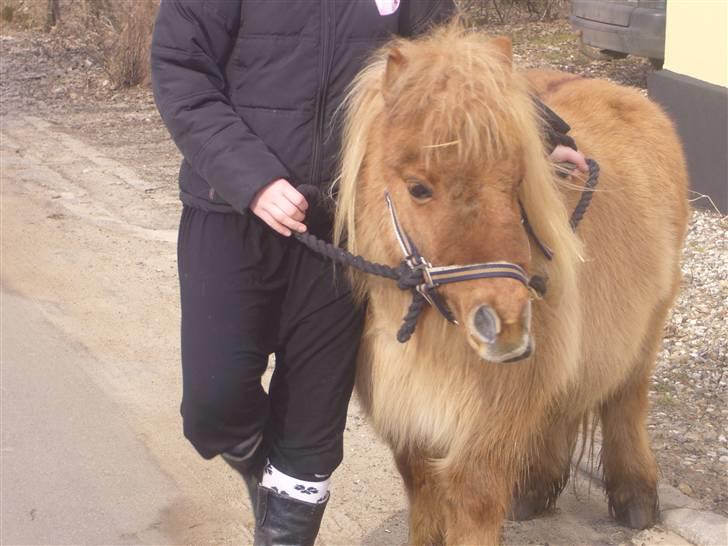 Shetlænder alberto(=*berto*<33 - på vej hjem til stine foto luna billede 20