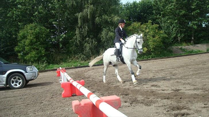 Welsh Pony (sec B) Bugsy Malone (savnet.) billede 9
