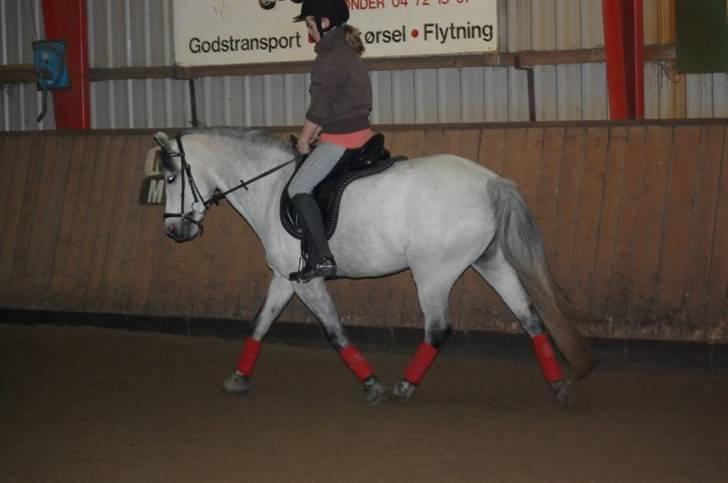 Welsh Pony (sec B) Bugsy Malone (savnet.) billede 10