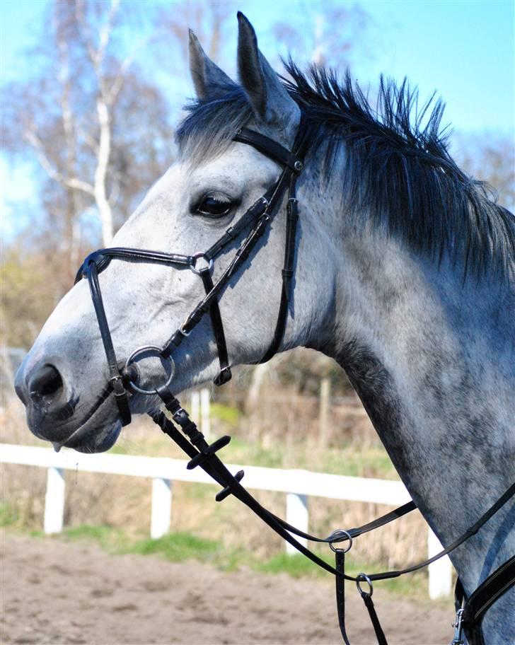 Dansk Varmblod Catalina Capizet R.I.P billede 1