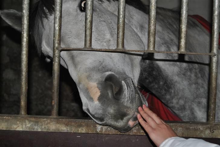 Dansk Varmblod Catalina Capizet R.I.P billede 2