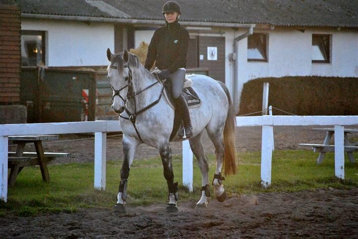 Dansk Varmblod Catalina Capizet R.I.P billede 3