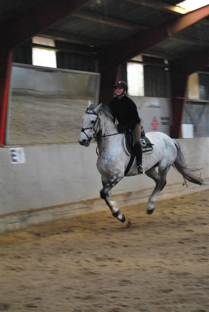 Dansk Varmblod Catalina Capizet R.I.P billede 4