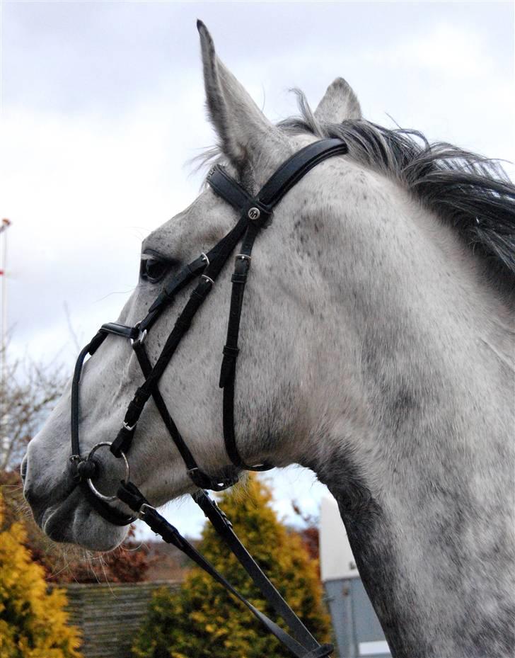 Dansk Varmblod Catalina Capizet R.I.P billede 5