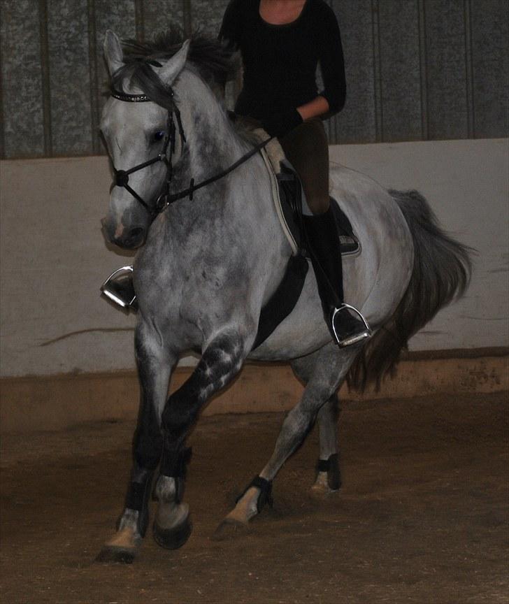 Dansk Varmblod Catalina Capizet R.I.P billede 6