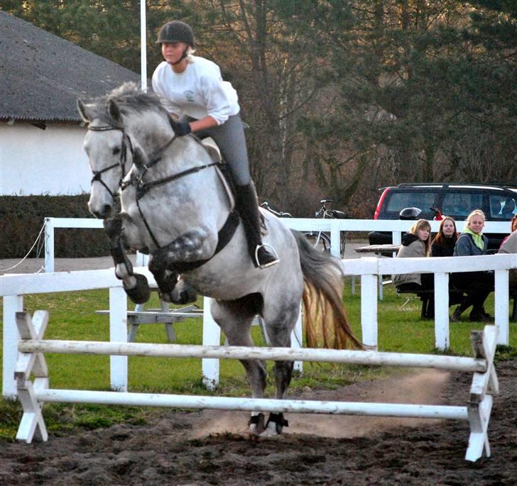 Dansk Varmblod Catalina Capizet R.I.P billede 7