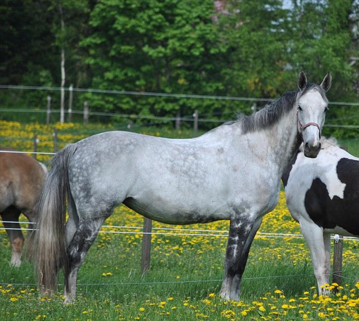 Dansk Varmblod Catalina Capizet R.I.P billede 8