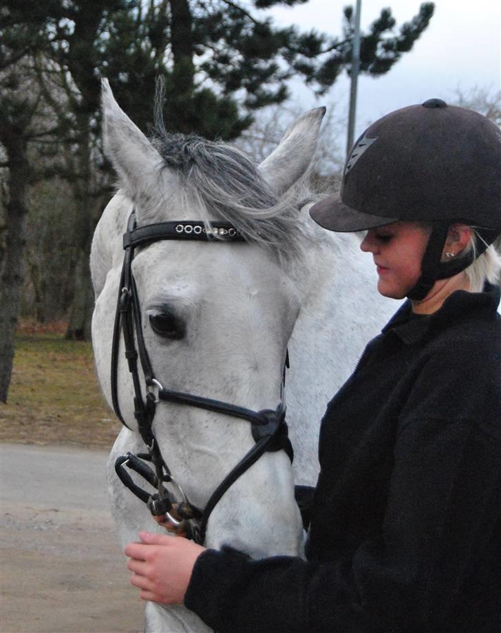 Dansk Varmblod Catalina Capizet R.I.P billede 9