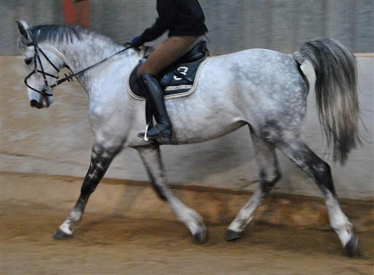 Dansk Varmblod Catalina Capizet R.I.P billede 10