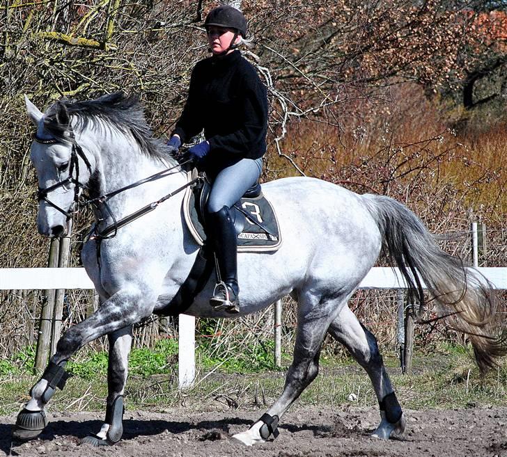 Dansk Varmblod Catalina Capizet R.I.P billede 11