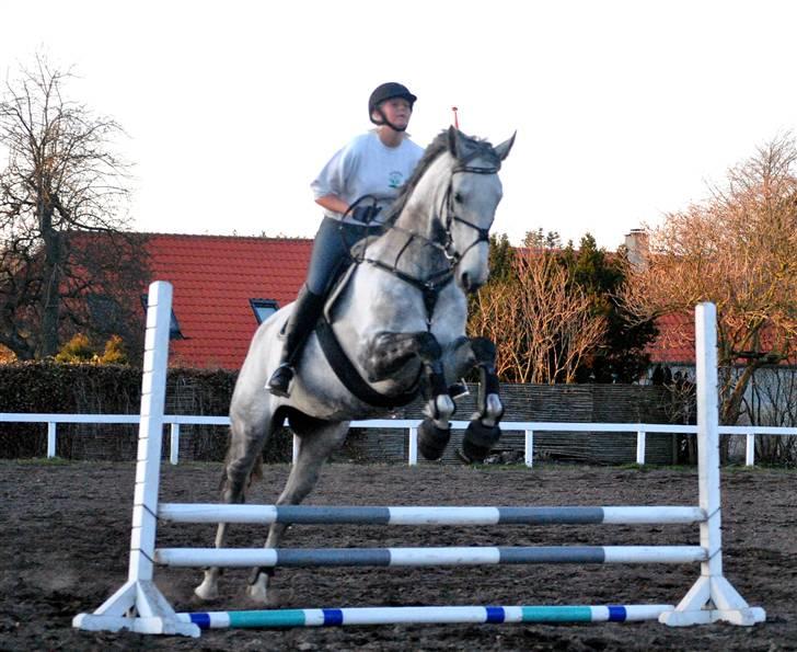 Dansk Varmblod Catalina Capizet R.I.P billede 12