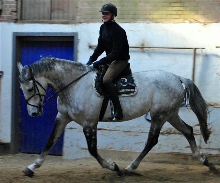 Dansk Varmblod Catalina Capizet R.I.P billede 13