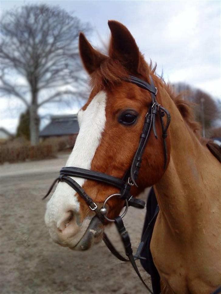 DSP Monty  - Har fået øje på noget farligt! Hehe :D (Var ude og skridte tur på ham) ;D billede 16