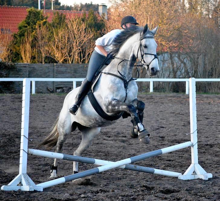 Dansk Varmblod Catalina Capizet R.I.P billede 14