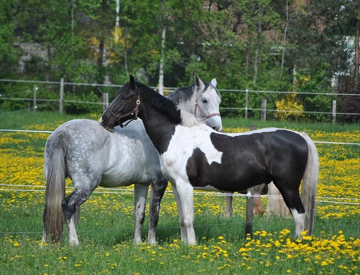 Dansk Varmblod Catalina Capizet R.I.P billede 15