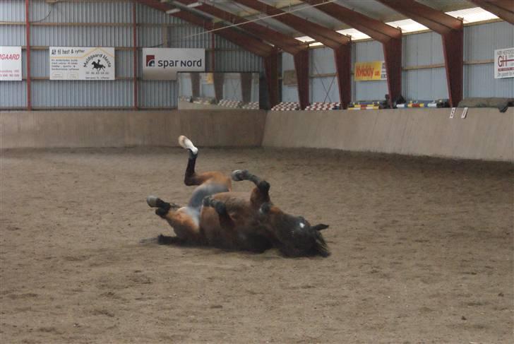 Anden særlig race Bonnie - Foto: Nadiiih billede 16