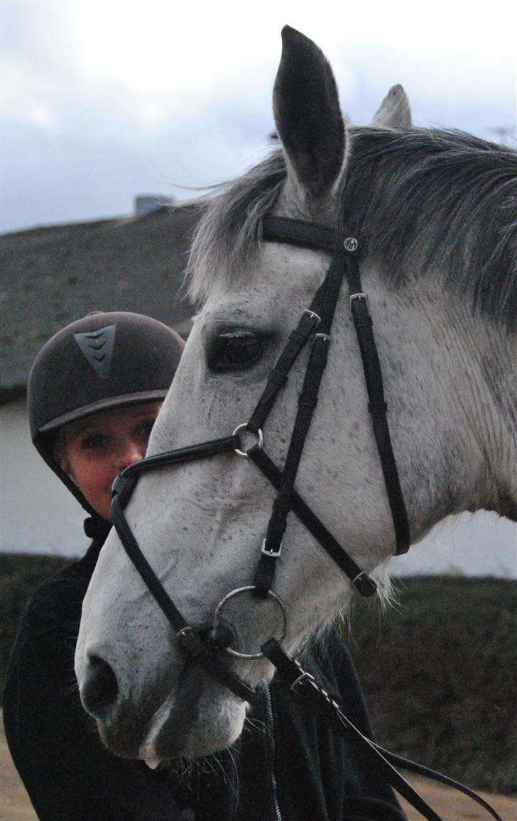 Dansk Varmblod Catalina Capizet R.I.P billede 16