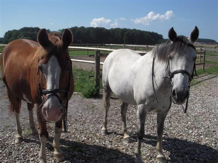 DSP Monty  - De 2 dejlige ponyer! ;D <3 billede 17