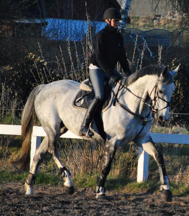 Dansk Varmblod Catalina Capizet R.I.P billede 17