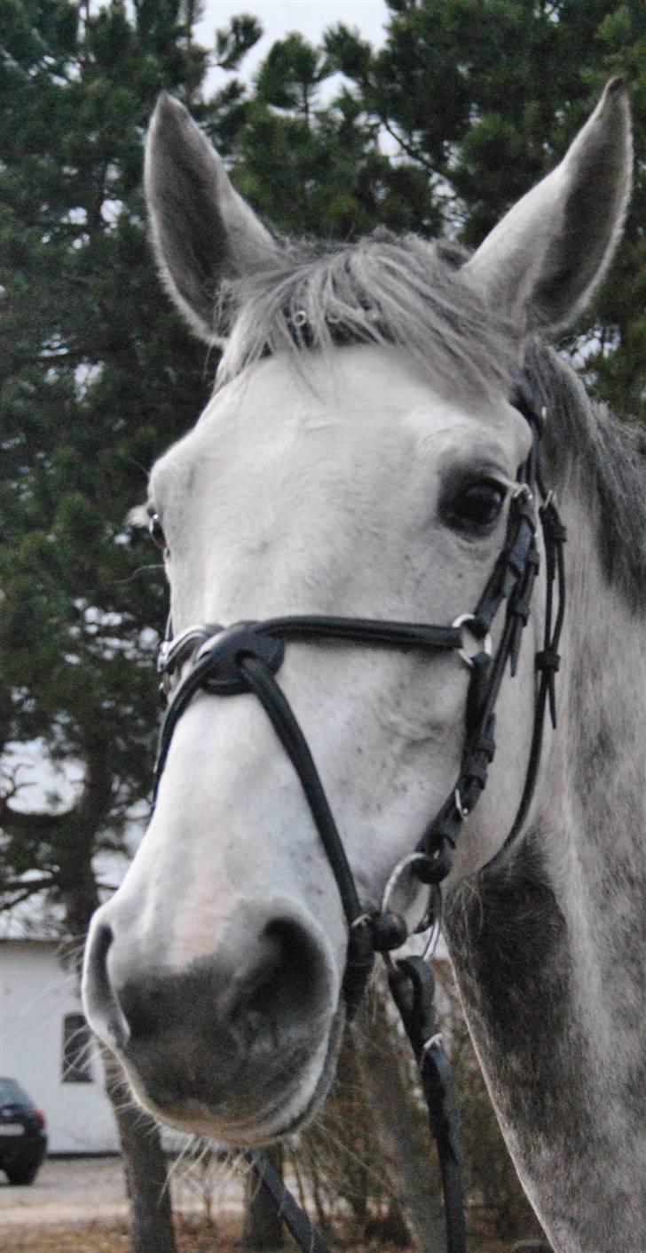 Dansk Varmblod Catalina Capizet R.I.P billede 18