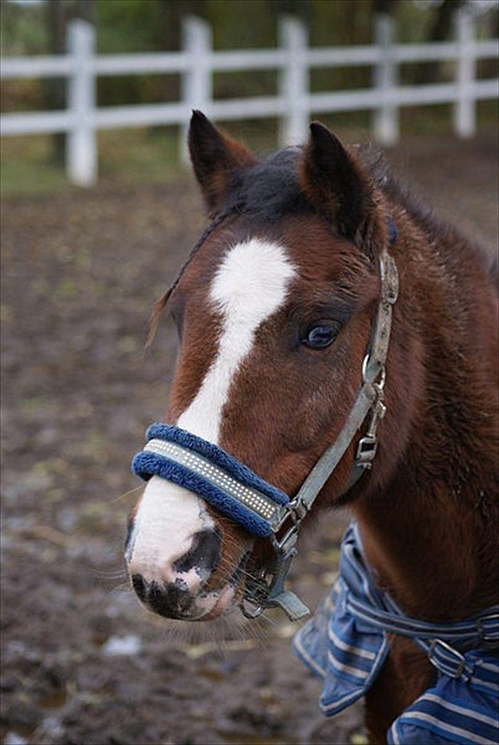 New Forest Fox<3 - min lille fox billede 13