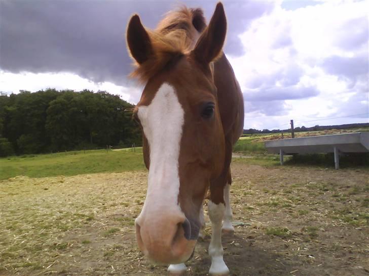 DSP Monty  - Jamen davs du! :P :D billede 18