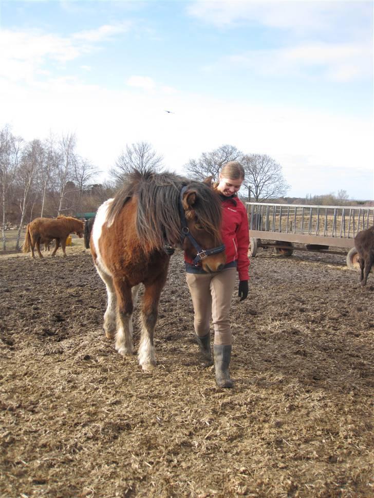 Islænder Fjörgull fra freersvang - hygge dag på folden..-Må IKKE kopieres- billede 9