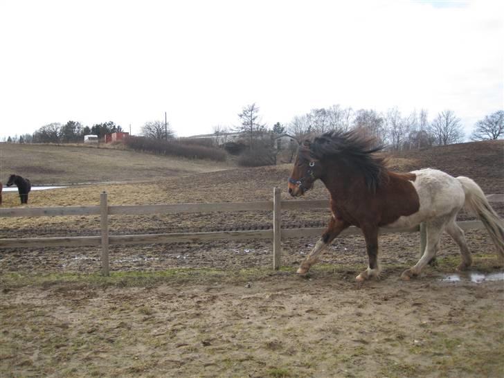Islænder Fjörgull fra freersvang - fri på banen-Må IKKE kopieres- billede 10