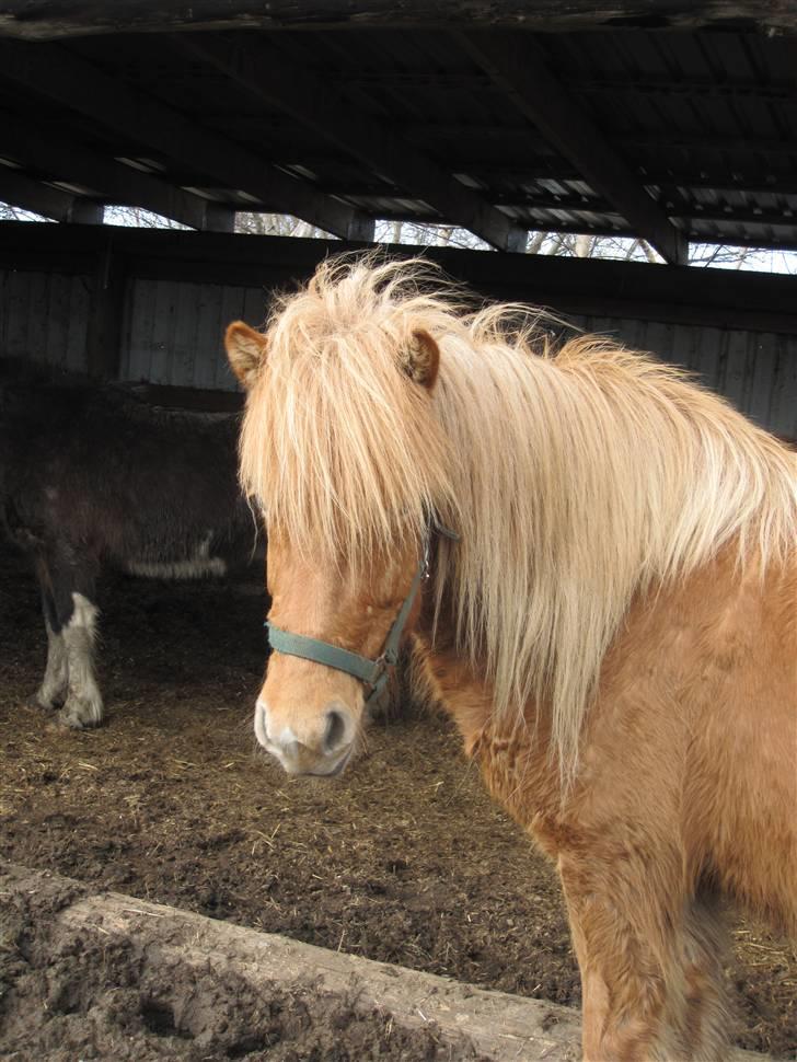 Islænder Drópa fra Freersvang billede 5