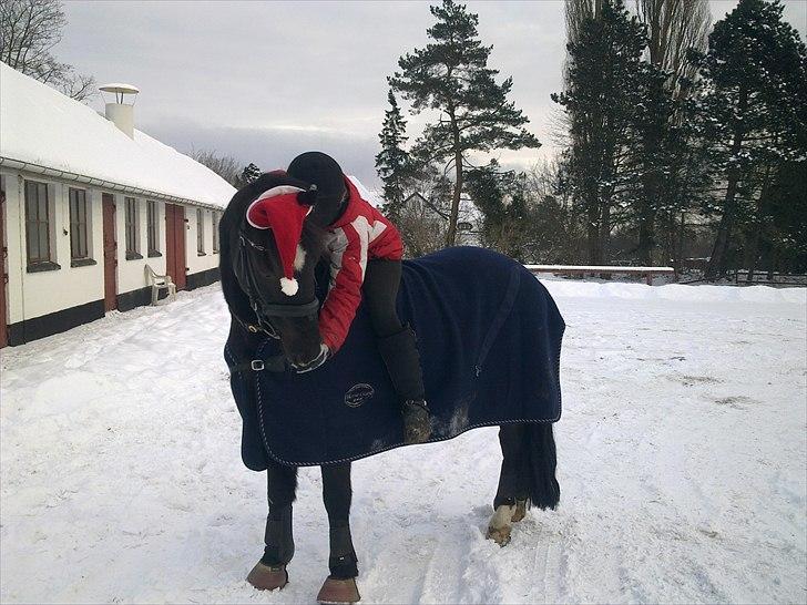 Anden særlig race Sorteper<3 *drømme ponyen* - 16) Juleaftensadag :) Without you, i´m nothing. With you i´m something. Together we are everything<3 billede 16