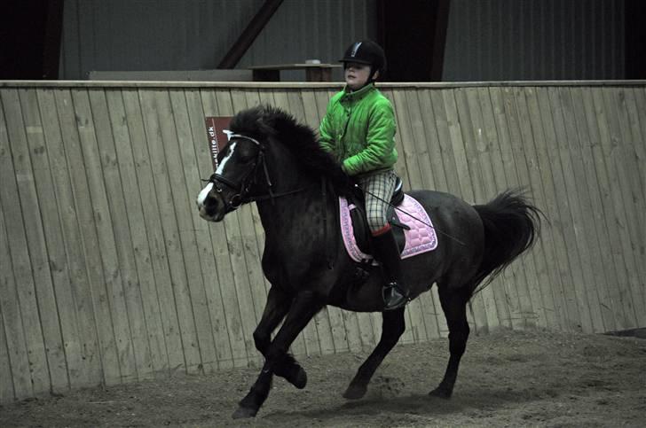 Anden særlig race Lady - Flyende Lady i galop, så manen stritter. billede 15